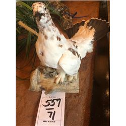 ROCK PTARMAGIN/FULL MOUNT