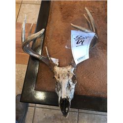 WHITETAIL DEER SKULL/EUROPEAN MOUNT
