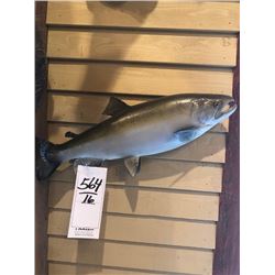 SILVER SALMON *REPRODUCTION*