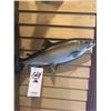 Image 1 : SILVER SALMON *REPRODUCTION*