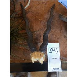GREATER KUDU HORNS/ BROKEN