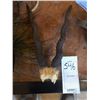 Image 1 : GREATER KUDU HORNS/ BROKEN