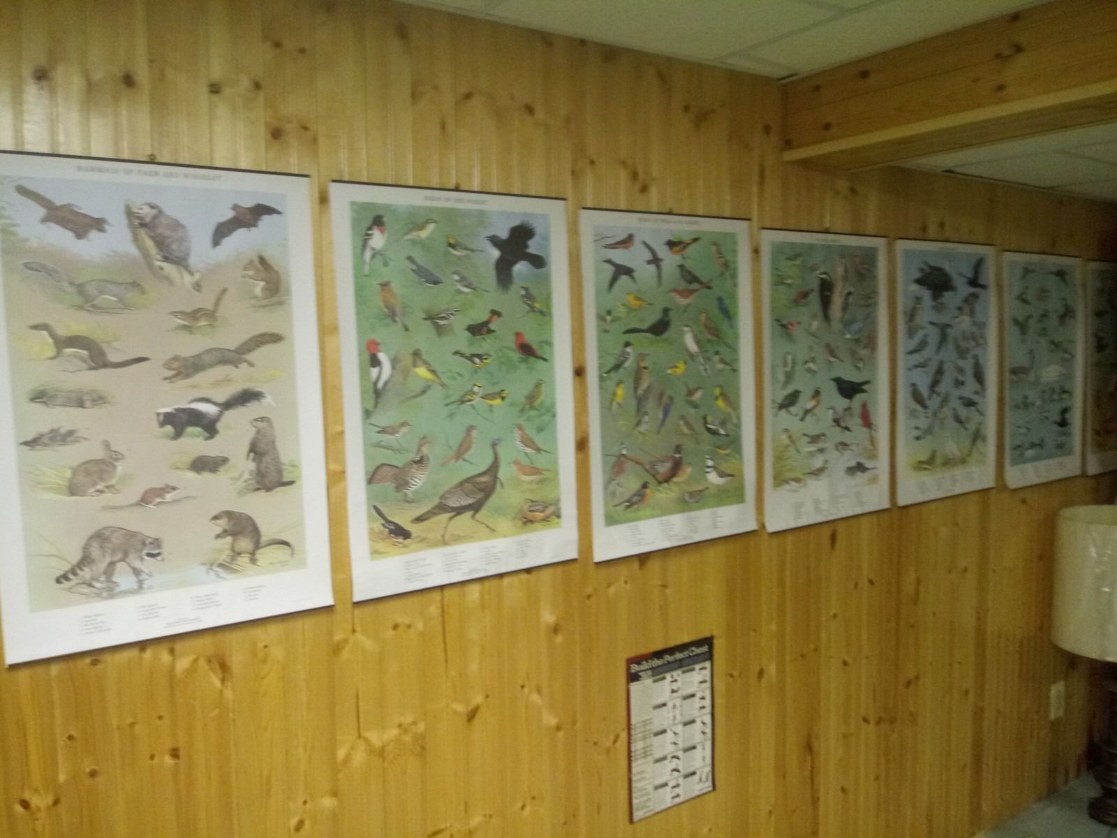 VINTAGE PA GAME COMMISSION WILDLIFE PRINTS /SET OF 7