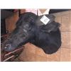 Image 1 : WATER BUFFALO/SHOULDER MOUNT/BUBALUS BUBALIS