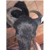 Image 2 : WATER BUFFALO/SHOULDER MOUNT/BUBALUS BUBALIS