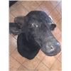 Image 3 : WATER BUFFALO/SHOULDER MOUNT/BUBALUS BUBALIS