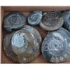 Image 2 : Ammonite Fossil Collection