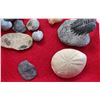 Image 2 : Indiana Fossil Collection