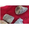 Image 8 : Indiana Fossil Collection