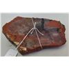 Image 1 : Petrified Wood Specimen