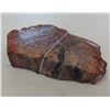 Image 8 : Petrified Wood Specimen
