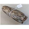 Image 2 : Fragment of Fossilized Mastodon Tusk