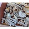 Image 10 : Collection of Hohokam Shell Artifacts