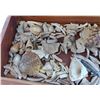 Image 11 : Collection of Hohokam Shell Artifacts