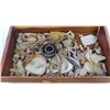 Image 1 : Collection of Hohokam Shell Artifacts