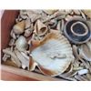 Image 8 : Collection of Hohokam Shell Artifacts