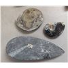 Image 3 : Fossil Collection