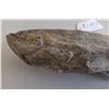 Image 2 : Chumash Grouper Fish