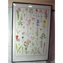 FRAMED PRINT UTAH NATIVE PLANT SOCIETY 1988 THE N