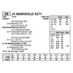 J5 MARIGOLD 8271