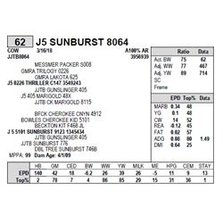 J5 SUNBURST 8064