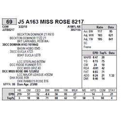 J5 A163 MISS ROSE 8217