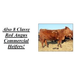 8 Red Angus Commercial Heifers