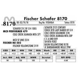 8170 - Fischer Schafer 8170