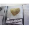 Image 2 : 70 MILLION YEAR OLD DINOSAUR TOOTH IN CASE AND 370 MILLION YEAR OLD BRACHIOPOD FOSSEL