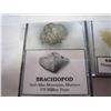 Image 3 : 70 MILLION YEAR OLD DINOSAUR TOOTH IN CASE AND 370 MILLION YEAR OLD BRACHIOPOD FOSSEL