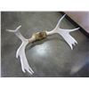 Image 2 : LARGE RACK OF MOOSE ANTLERS