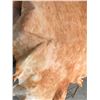 Image 2 : COWHIDE (APPROX 62” X 53”)