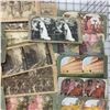 Image 2 : LARGE STEREOSCOPE CARD LOT