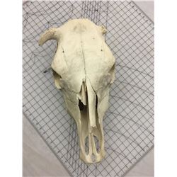 COW SKULL