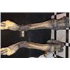 Image 1 : INDEPENDENCE DAY RESURGENCE SCREEN USED ALIEN HARVESTER QUEEN ANIMATRONIC LEGS