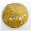 Image 1 : Fossilized Sand Dollar