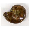 Image 1 : Opalized Ammonite Fossil