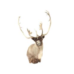 Caribou Shoulder Trophy Mount