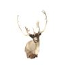 Image 1 : Caribou Shoulder Trophy Mount