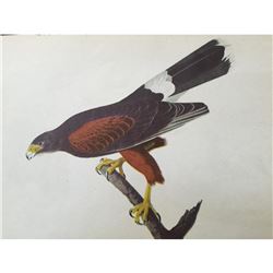 c1946 Audubon Print, # 392 Harris's Hawk