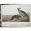 Image 1 : c1946 Audubon Print, #413 Valley Quail