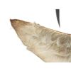 Image 2 : Impressive Sable Antelope Shoulder Trophy Mount