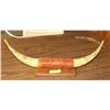 Image 1 : LEATHER WRAPPED BULL HORNS WALL HANGING