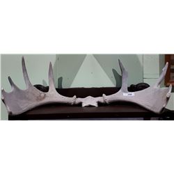 PAIR MOOSE ANTLERS