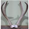 Image 1 : SMALL SET DEER ANTLERS