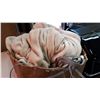 Image 3 : LARGE HEATED BLANKET