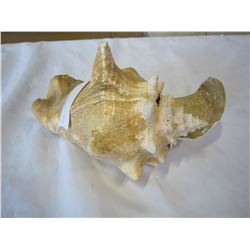 LARGE CONCH SHELL
