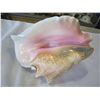 Image 2 : LARGE CONCH SHELL
