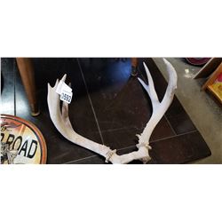 SMALL DEER ANTLERS