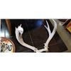 Image 1 : SMALL DEER ANTLERS